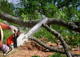 Best Hedge Trimming  in Sewalls Point, FL